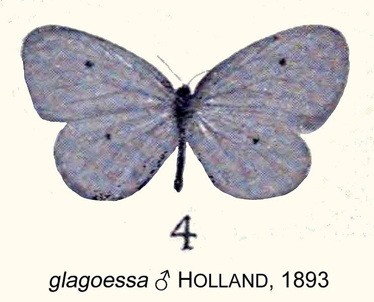 File:GlagoessaHolland1893OD.jpg