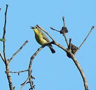 Golden Bellied Flycatcher