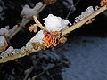 Hamamelis 'Jelena' close-up