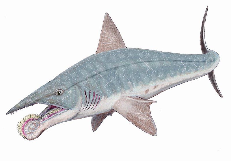 File:Helicoprion bessonovi1DB.jpg