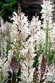 Lachenalia liliflora