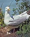 American Herring Gull