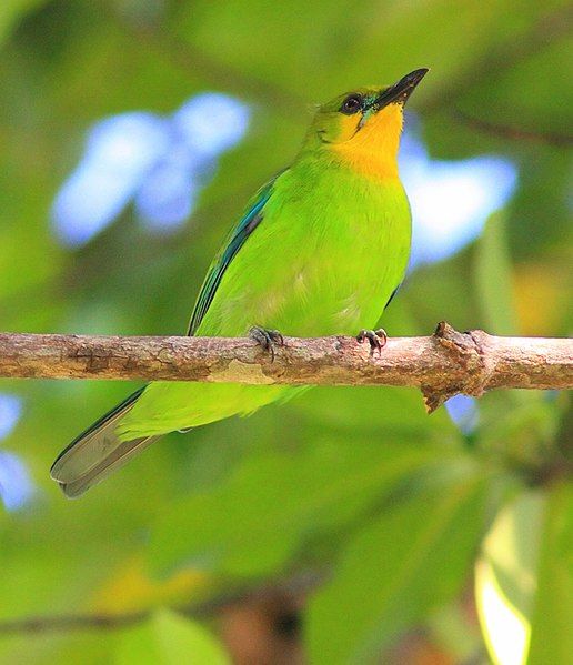 File:Lemon-throated-leaf-birdtrek.jpg