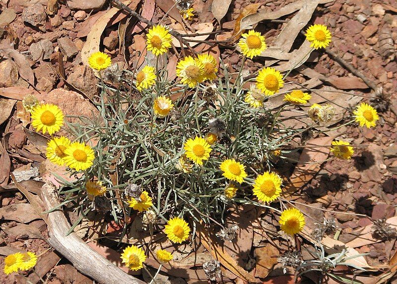 File:Leucochrysum albicans.jpg