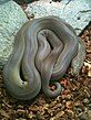 Liasis olivaceous - (Olive python) Six month old "Gracie"