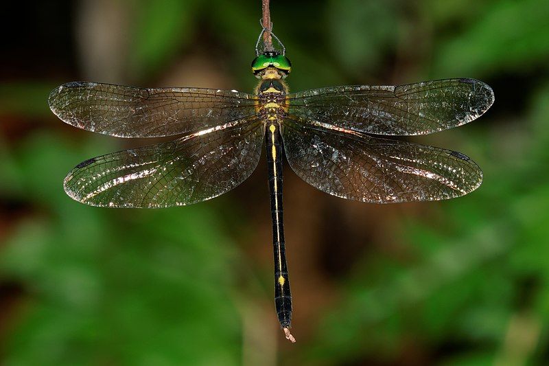 File:Macromidia donaldi-Kadavoor-2016-07-25-002.jpg