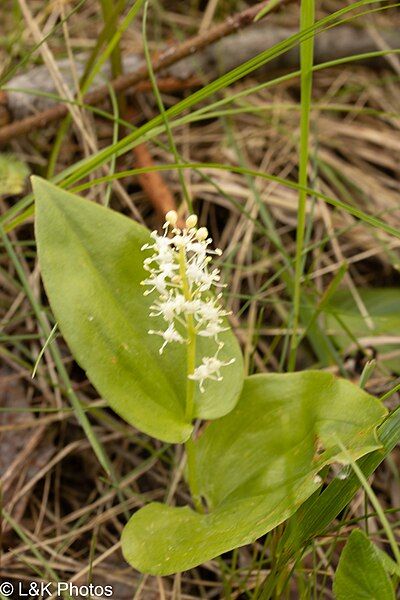 File:Maianthemum canadense plant.jpg