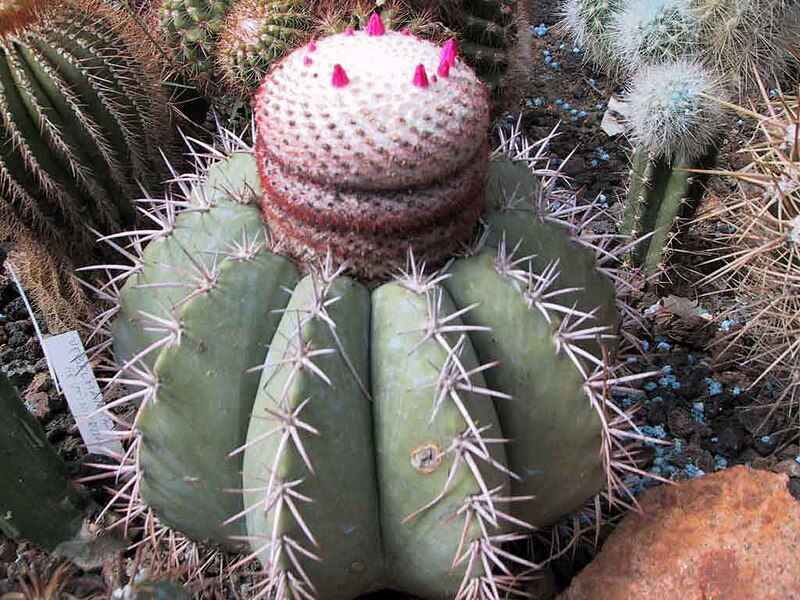 File:Melocactus warasii.jpg