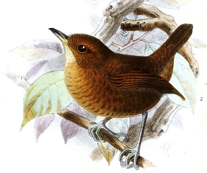 File:MicrocerculusKeulemans.jpg