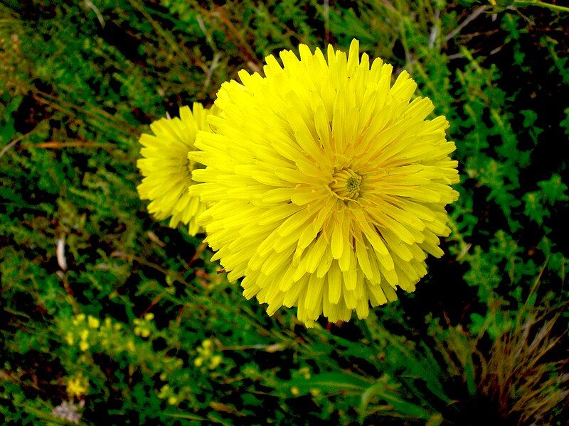 File:Microseris lacineata.jpg