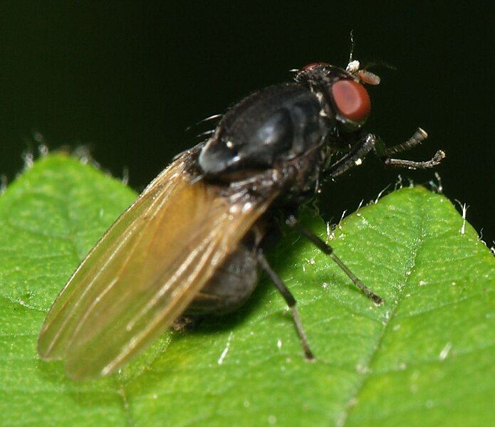 File:Minettia.longipennis.3.jpg