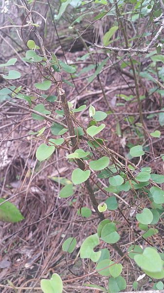 File:Muehlenbeckia australis.jpg