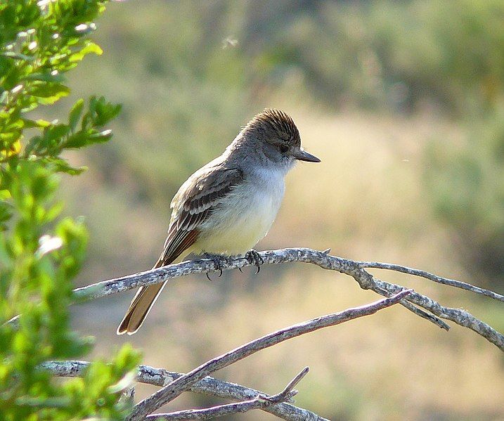 File:Myiarchus cinerascens.jpg