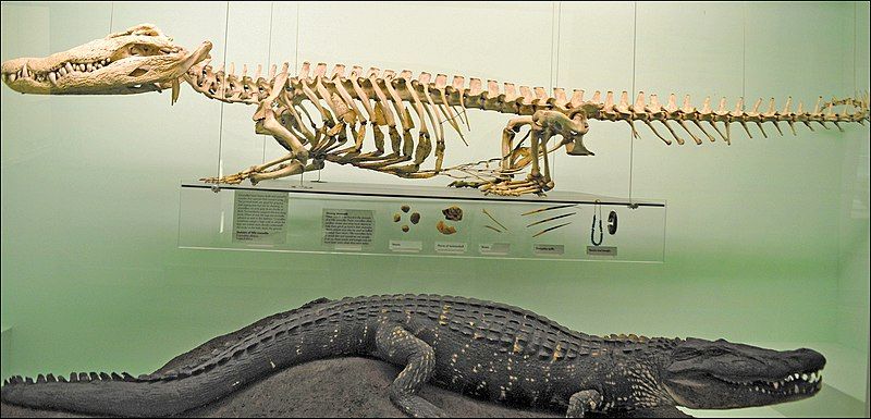 File:Nile crocodile skeleton.jpg