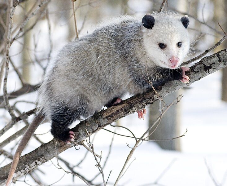 File:Opossum 3.jpg