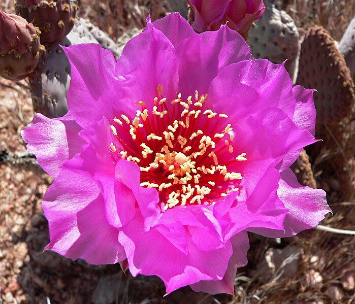 File:Opuntia basilaris 3.jpg