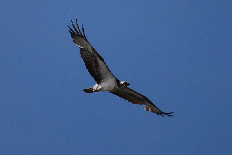 File:Osprey - Pallikaranai.jpg