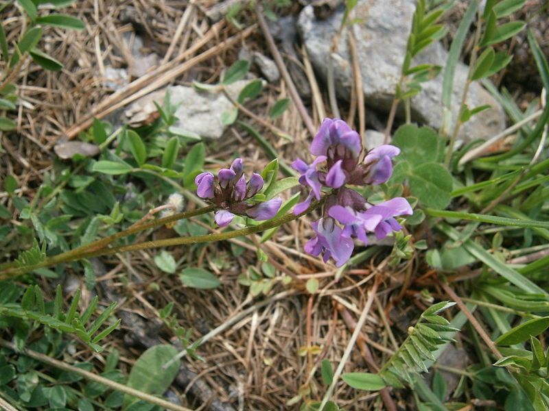 File:Oxytropis lapponica 002.JPG