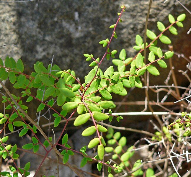 File:Pellaea andromedifolia 1.jpg