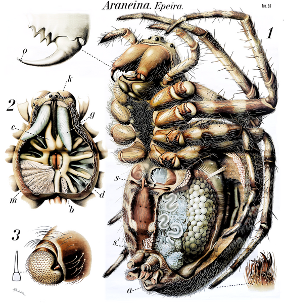 File:Pfurtscheller Table 25.png