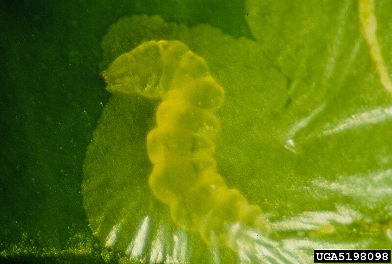 File:Phyllocnistis citrella larva1.jpg