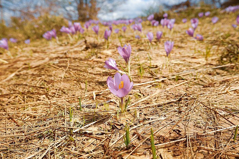 File:Planina Ostrozub 02.jpg