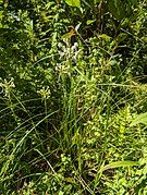 Platanthera integrilabia