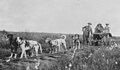 Image 61Cart dogs, c. 1900; different in appearance but doing the same work (from Dog type)