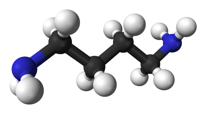 File:Putrescine-3D-balls.png