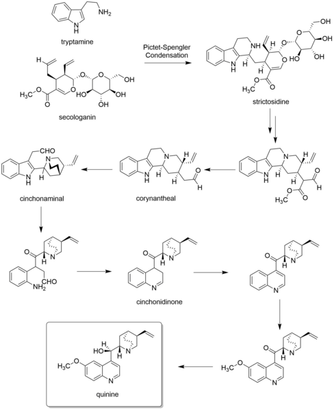 File:Quinine Biosynthesis.png