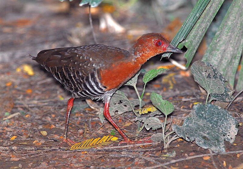 File:Red-Legged Crake.jpg