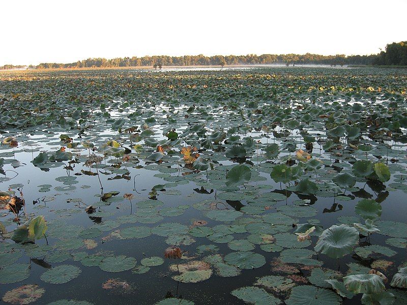 File:Reelfoot Lake Samburg.jpg