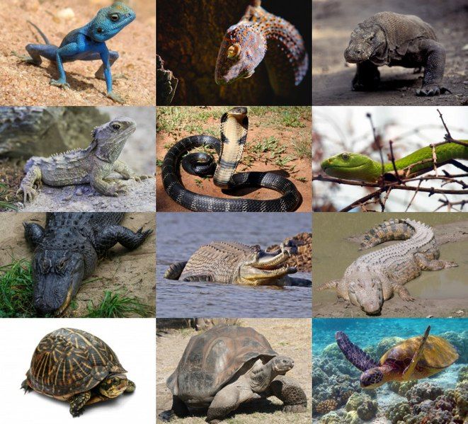 File:Reptiles 2021 collage.jpg