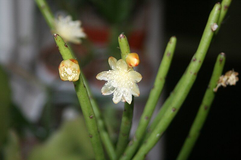 File:Rhipsalis floccosa.jpg