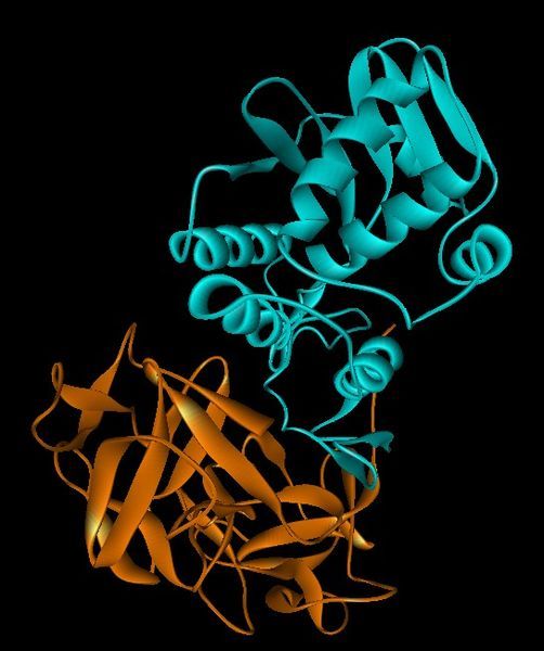 File:Ricin structure.jpg