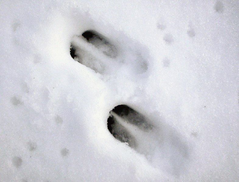 File:Roe deer track03.jpg