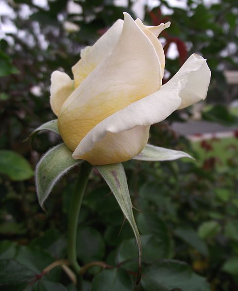 File:Rosa whisper.jpg