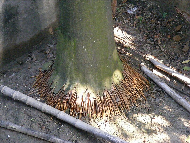 File:Royal Palm Roots.jpg