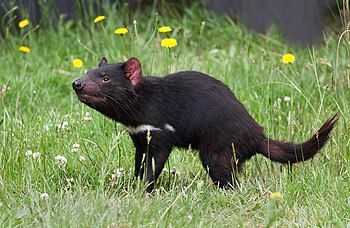 Tasmanian devil