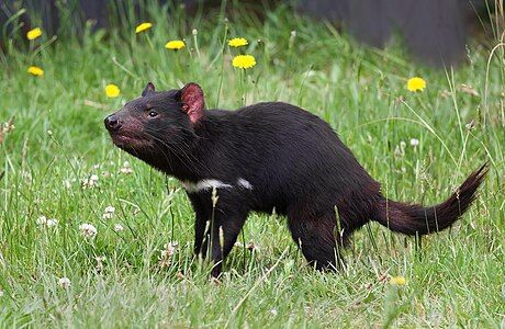 Tasmanian devil, by JJ Harrison