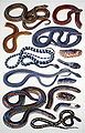 South-East Asian snakes (watercolour and gouache on paper)