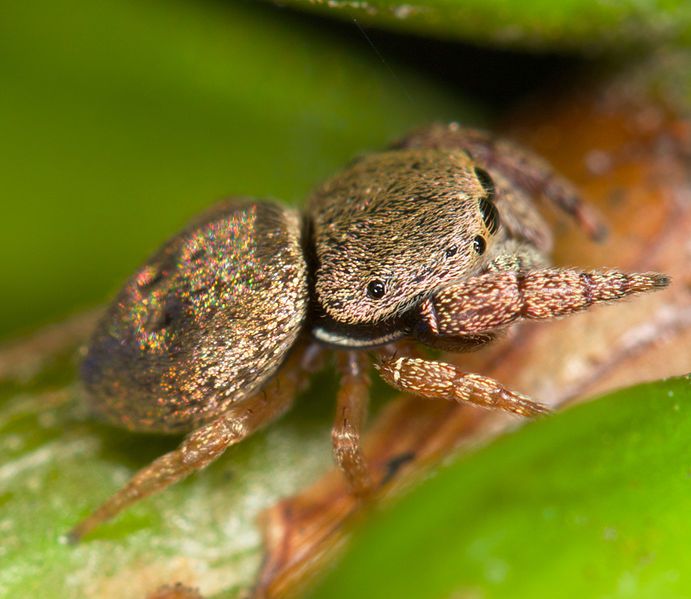 File:Simaethula sp. (14538519273).jpg