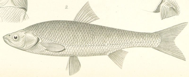 File:Squalius mongolicus.jpg