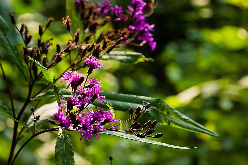 File:Tall ironweed (25137682634).jpg