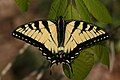 Image 35A tiger swallowtail butterfly (Papilio glaucus) in Shawnee National Forest. Photo credit: Daniel Schwen (from Portal:Illinois/Selected picture)