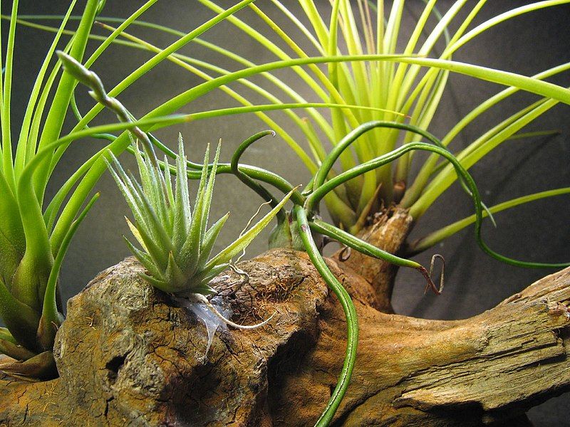 File:Tillandsia loliacea (43972671).jpg