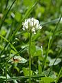 Trifolia sp.. (Photo: Olve Utne, Rockville Centre, NY, July 2005.)