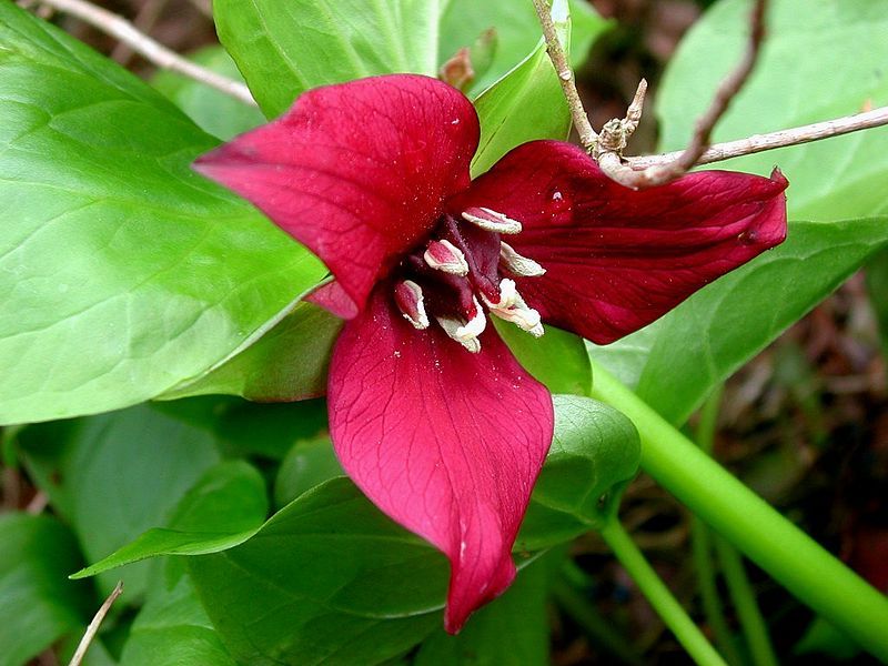 File:Trillium erectum 01.jpg