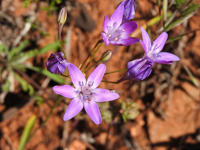 File:Triteleia bridgesii.jpg