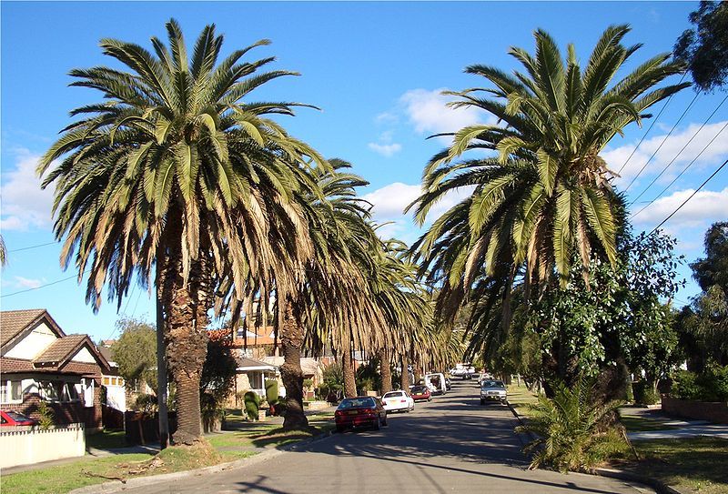 File:Turrella Palms.jpg